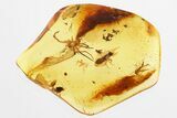 Fossil Biting Midge, Termite, and Spider Exuvia in Baltic Amber #325466-1